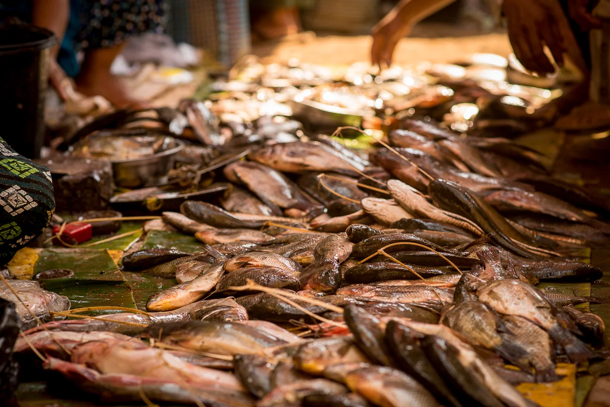 Fish for sale. Inle Lake, Myanmar