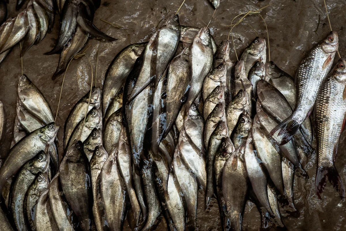 More fish for sale. Inle Lake, Myanmar