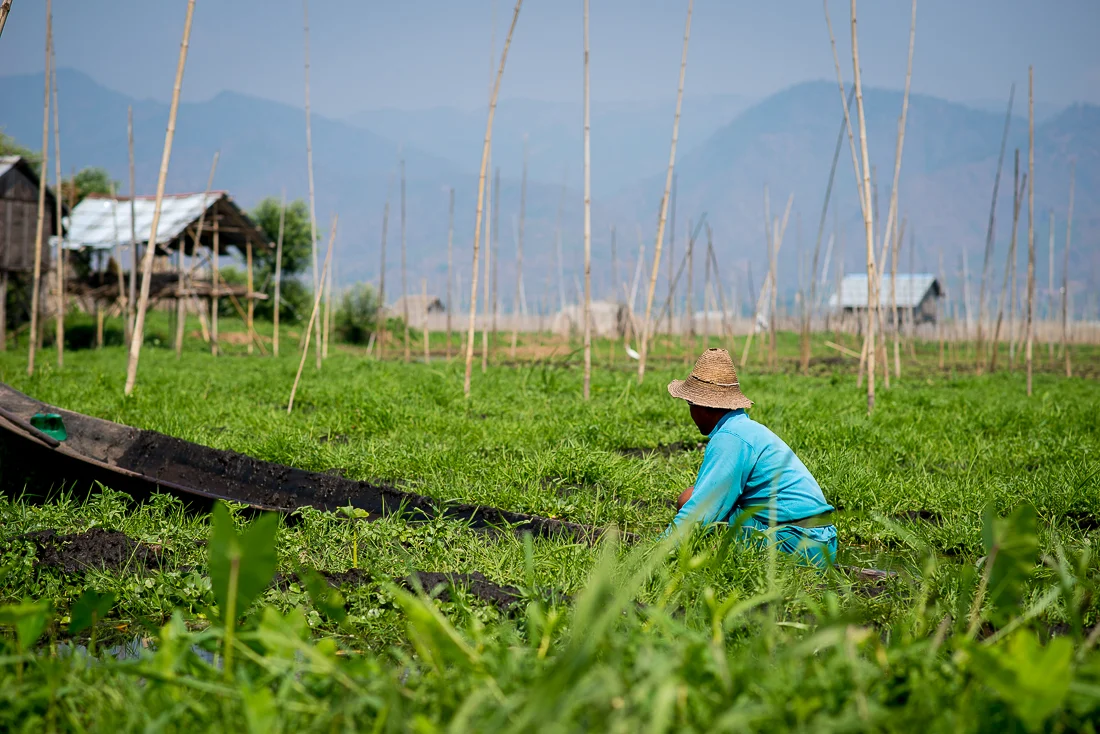 Tending a floating garden. Inle Lake, Myanmar