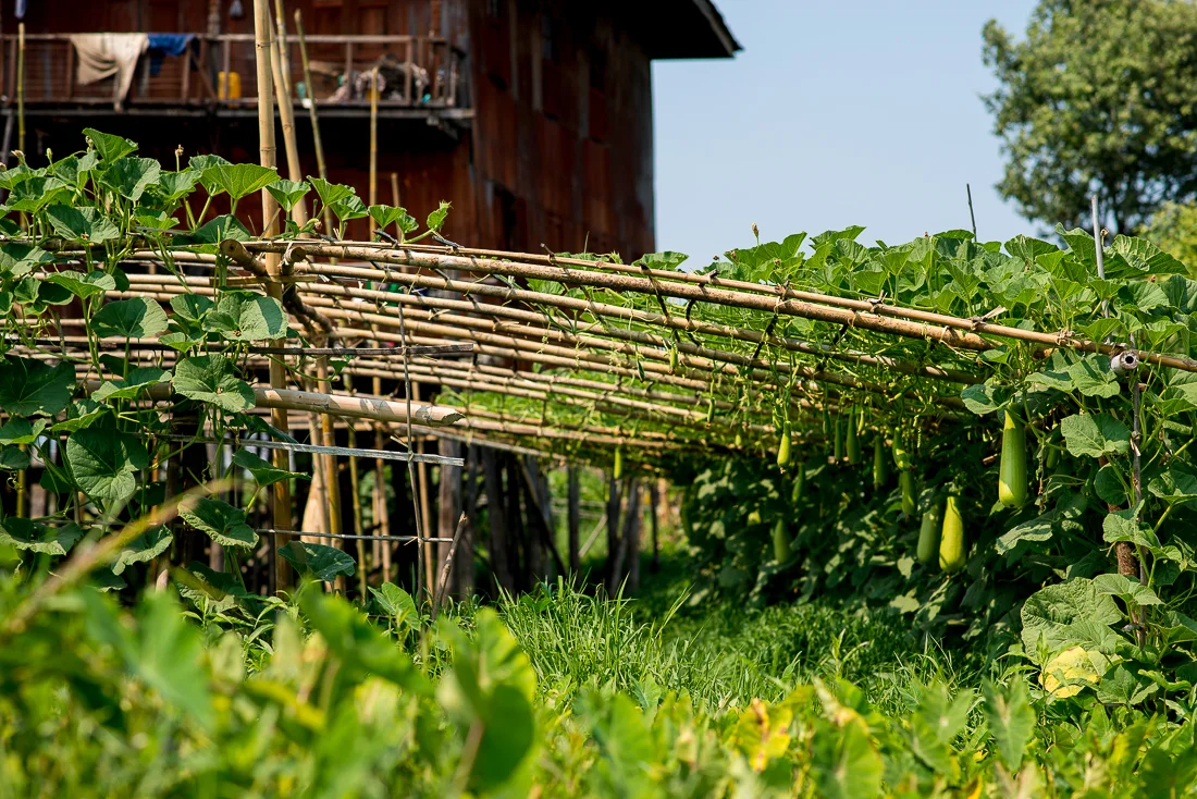 Squash crop in a floating garden. Inle Lake, Myanmar