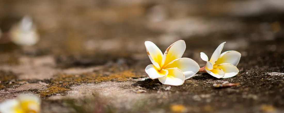 Flowers at the Vietnamese war memorial. Hoi An, Vietnam