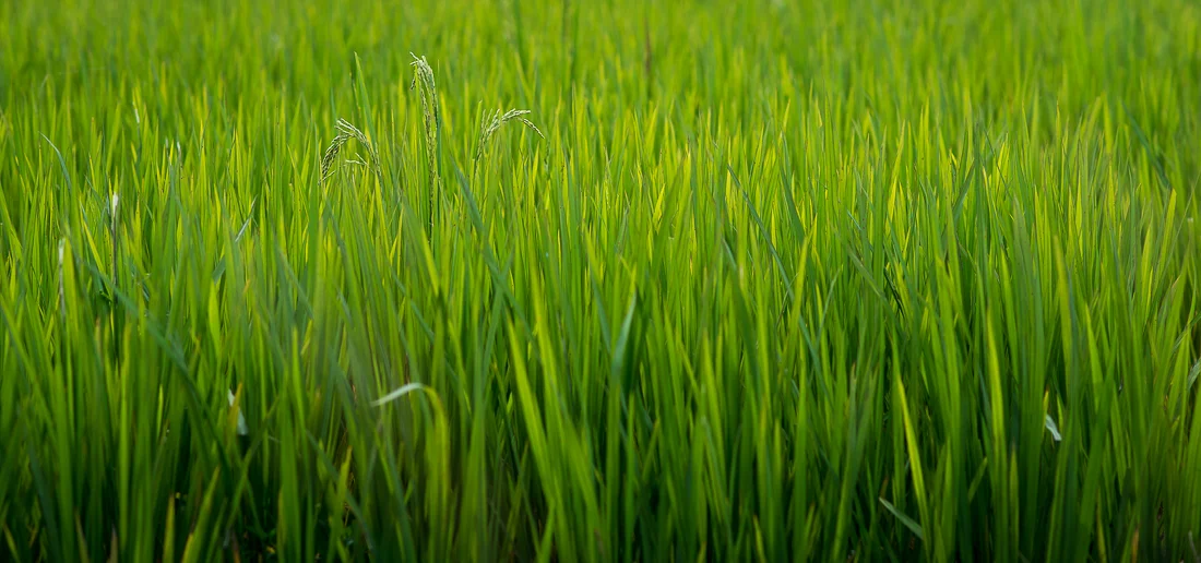 Rice Paddies. Hoi An, Vietnam