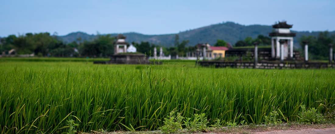 Rice paddies and grave sites. Hoi An, Vietnam