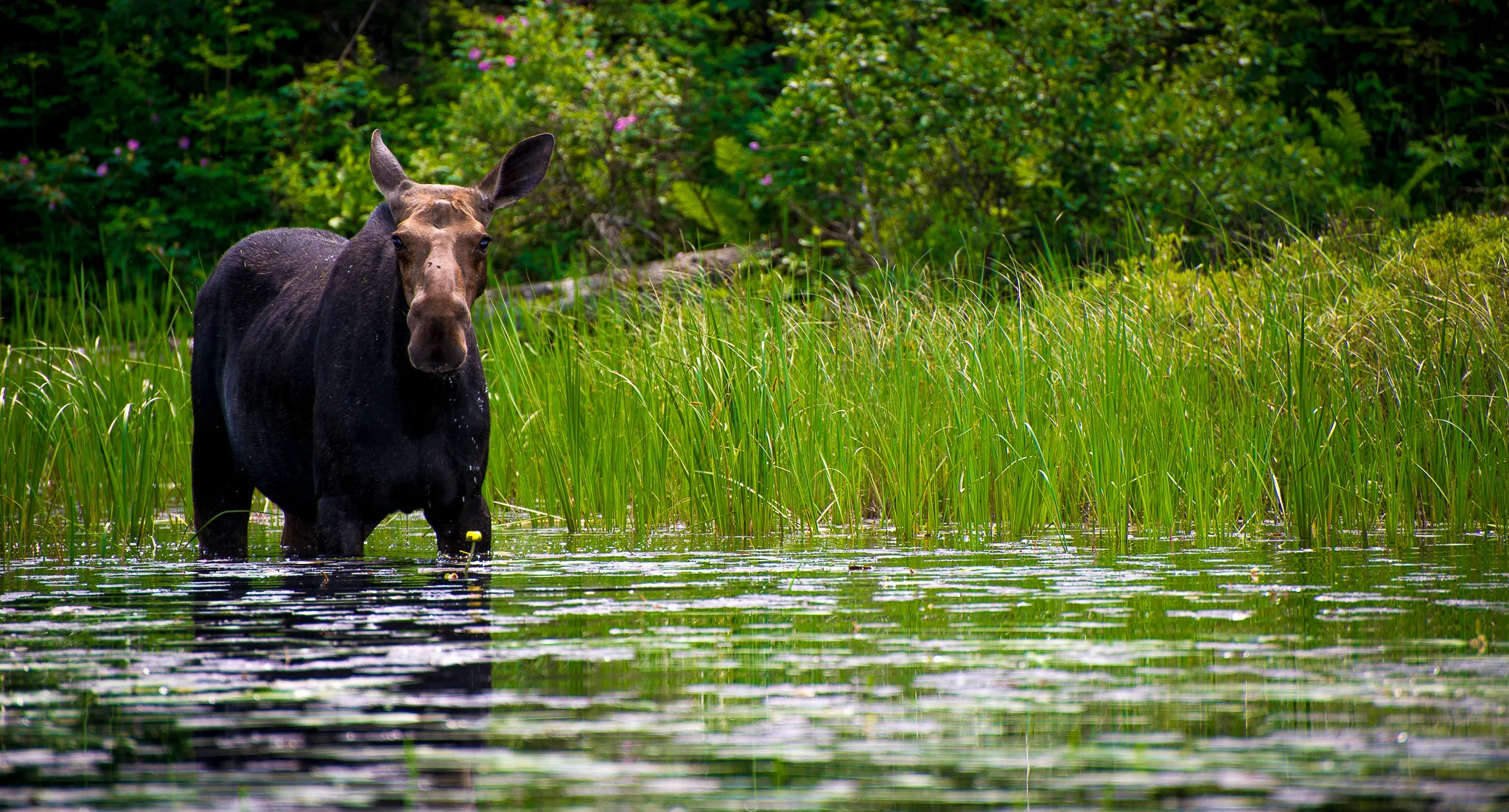 Moose feeding on Cross Bay Lake