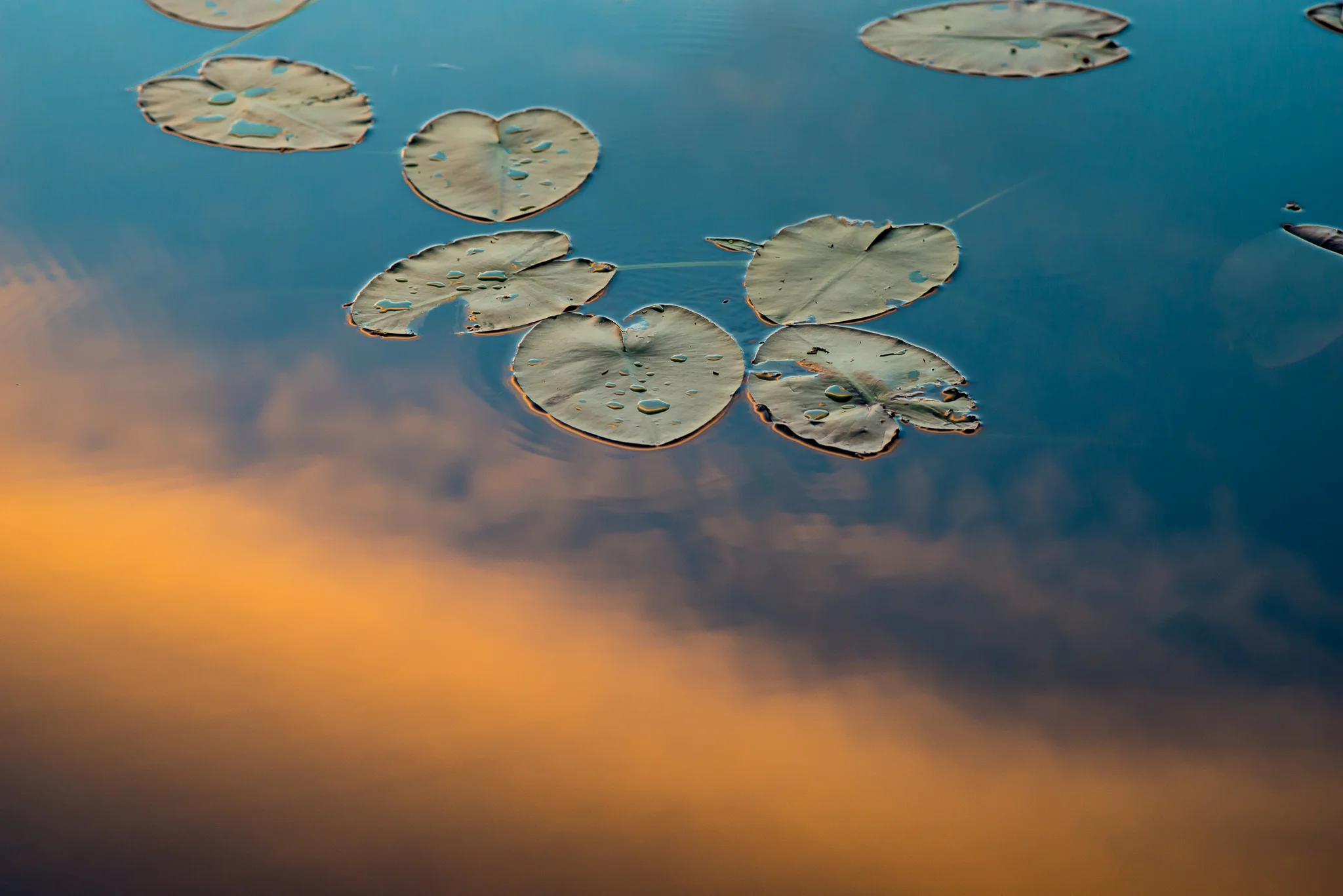 Lilly pads in the sunset. Last night on Cross Bay Lake