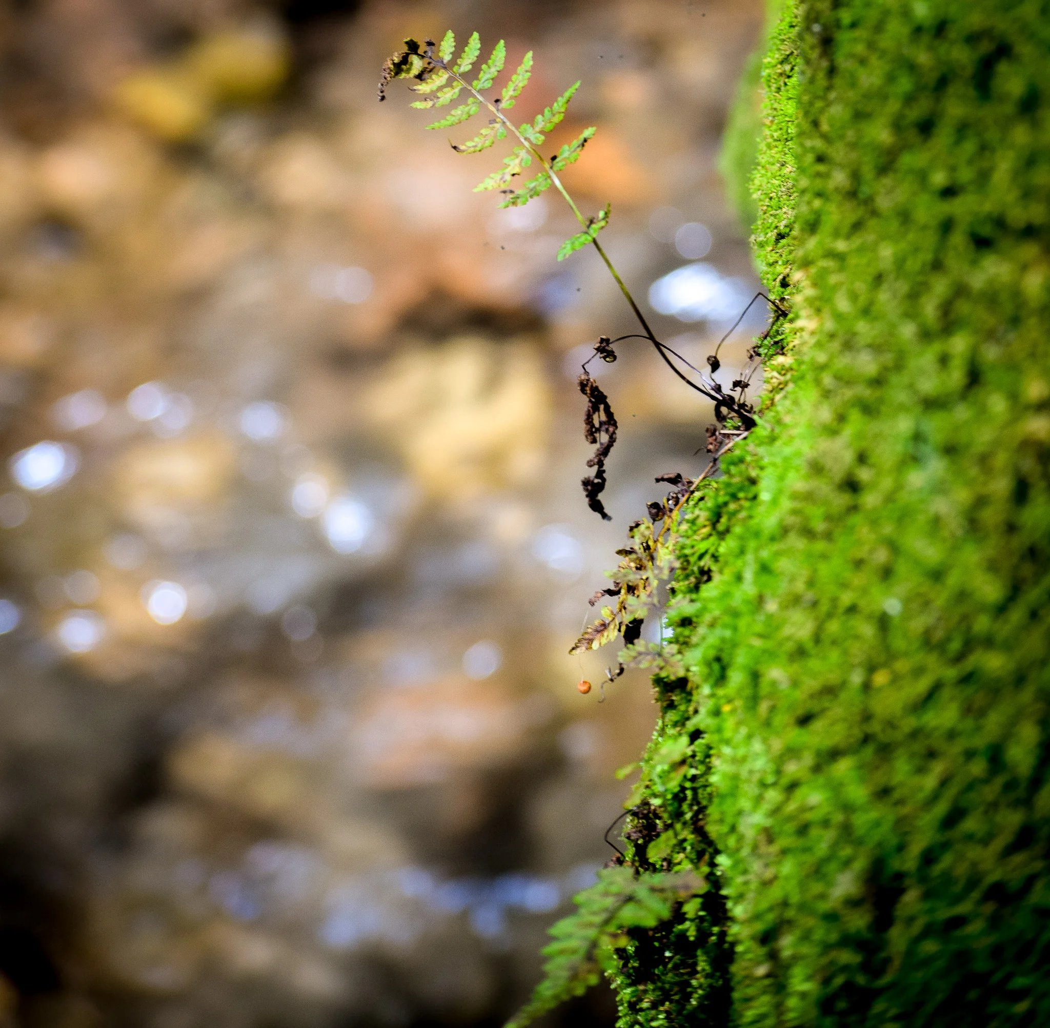 Photo by Adam