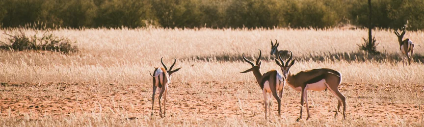 Springbok