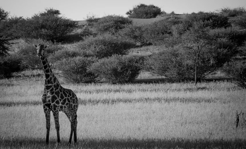 It's A Giraffe!!!