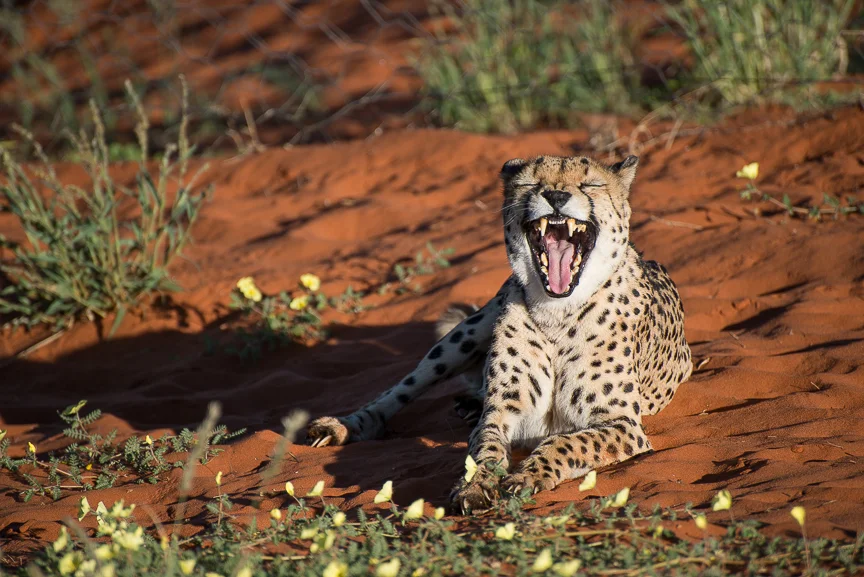 Etosha Is Sleepy. It was 7:00 In The Morning After All...