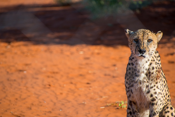 This Cheetah Is Timbu. Ralph Always Beats Him Up, So Timbu Now Has His Own Pen. You Can See The Battle Scars.