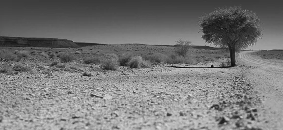 On the way out of the Fish River Canyon...A lonely tree
