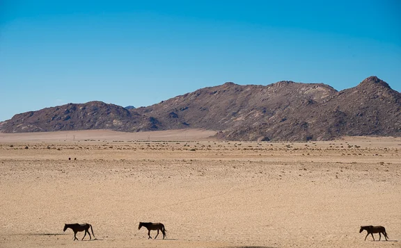 Wild horses of Aus