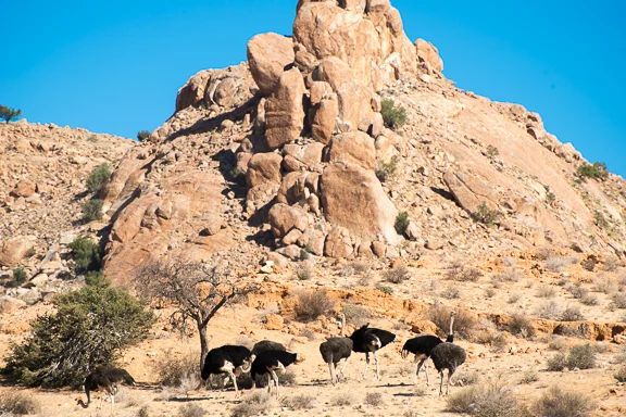 Today on the drive to my room there were ostriches! Way better than stupid baboons.