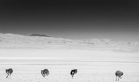 Ostriches in the desert...In A Black and White kind of mood today
