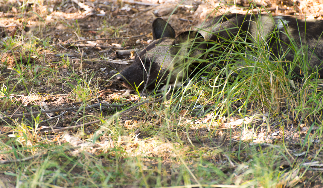Wild Dogs