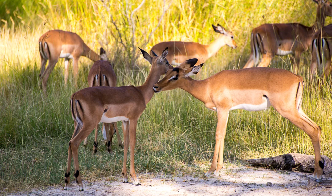 Impala