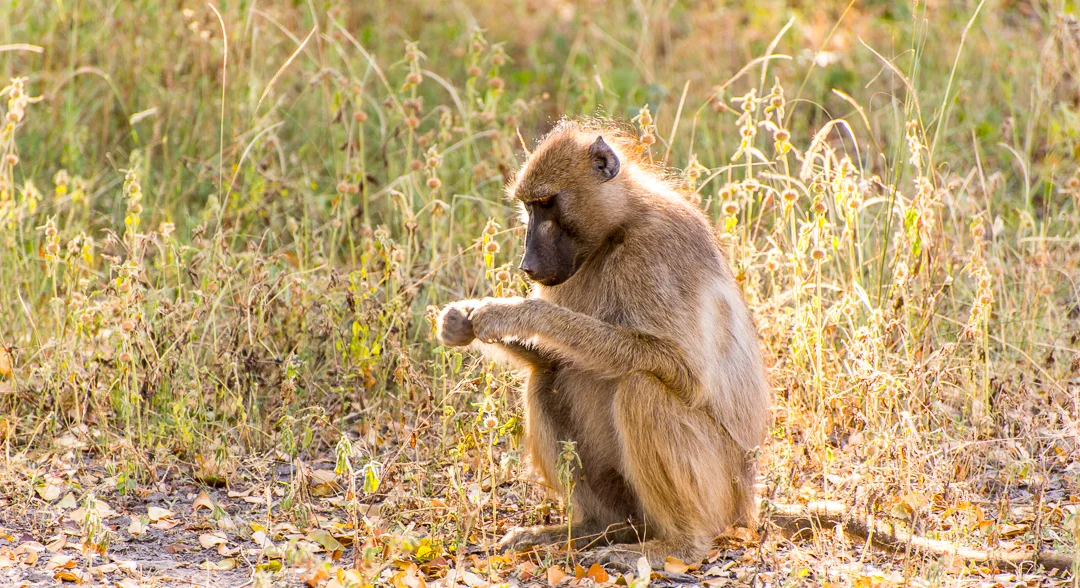 Baboon