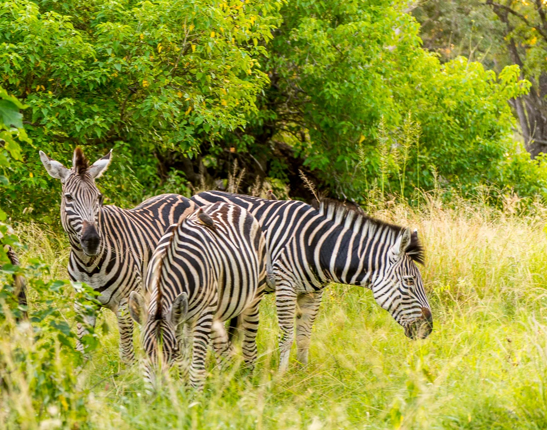 Zebra. The National animal of Botswana