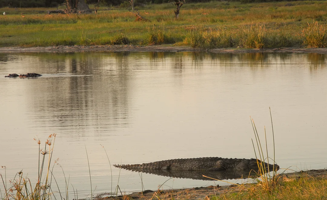 Big croc and some hippos