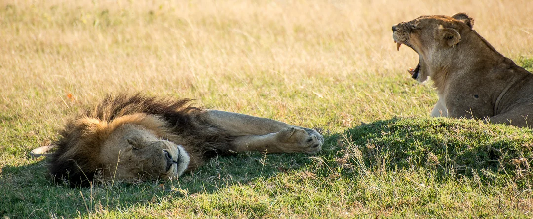 Lions!