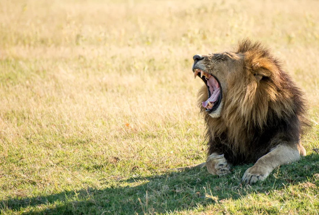 Lion