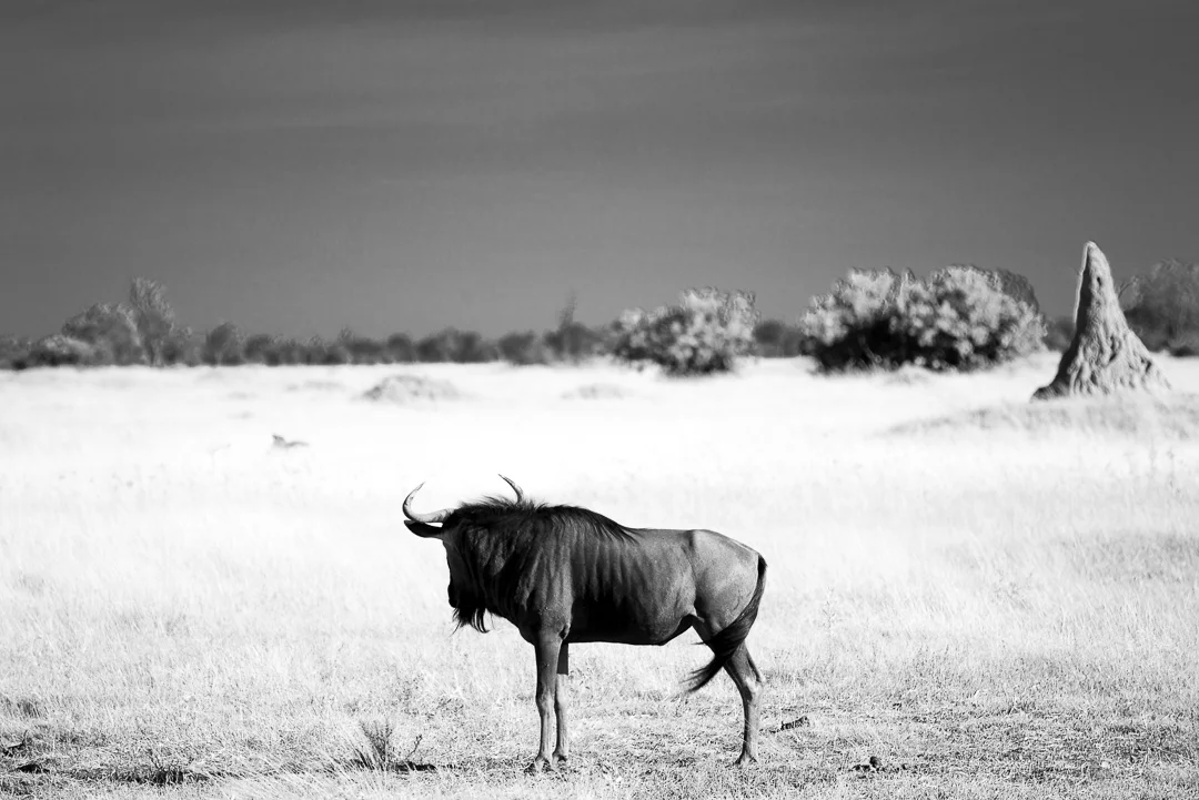 Lone wildebeest on the pan