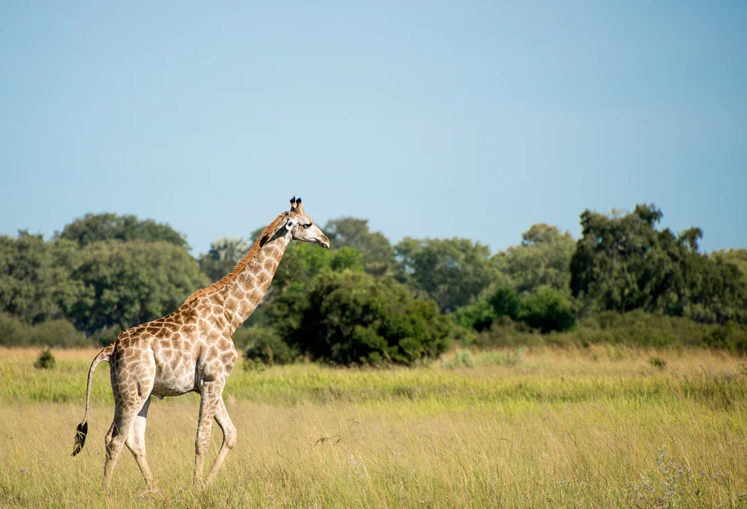 It's a giraffe!!