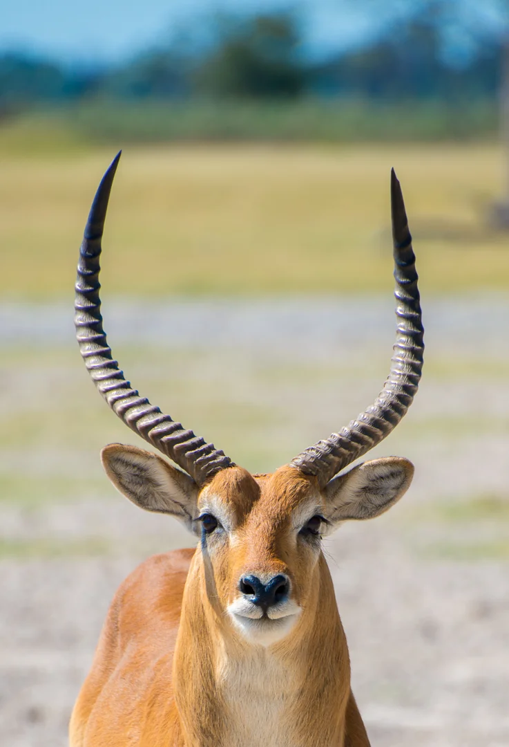 Male Red Lechwes staring me down. A type of antelope.