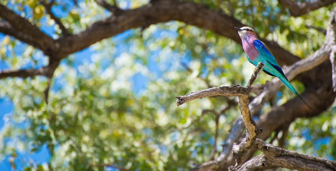 The most colorful bird