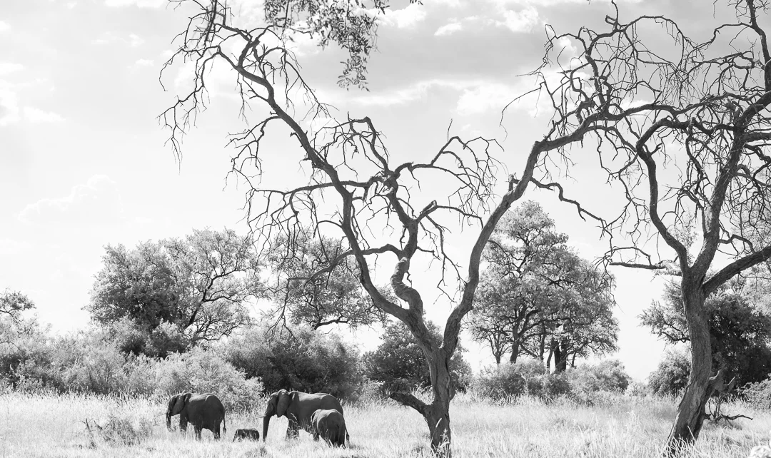 A family of elephants