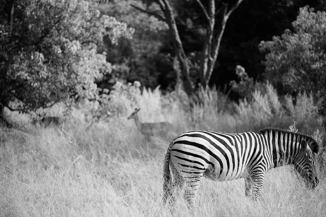 Zebra and Impala