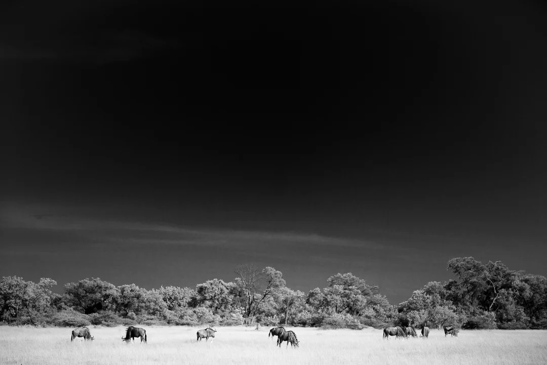 Herd of Wildebeest