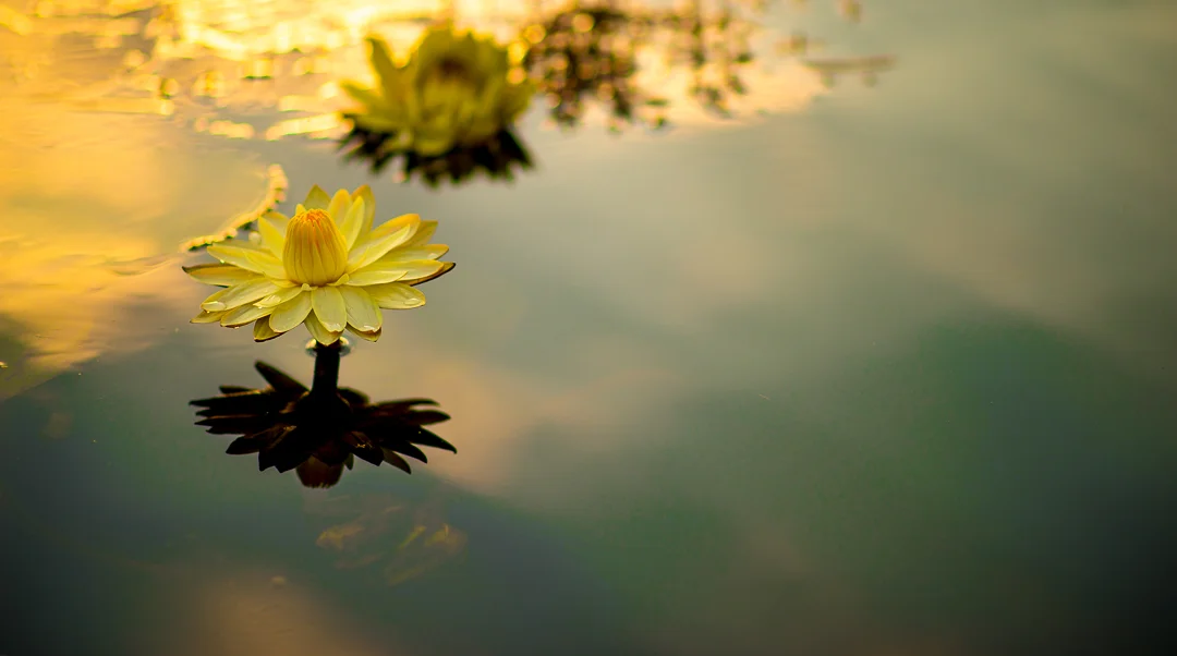 Night water lily on the Okovango Delta