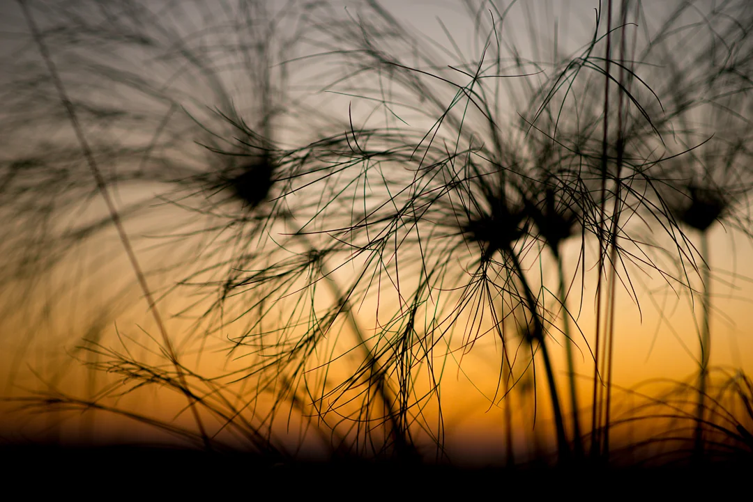 Papyrus grass in the sunset on the Okovango Delta