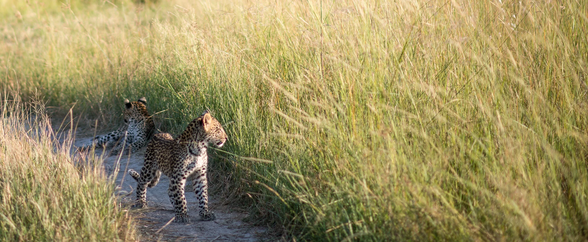 Leopard cubs