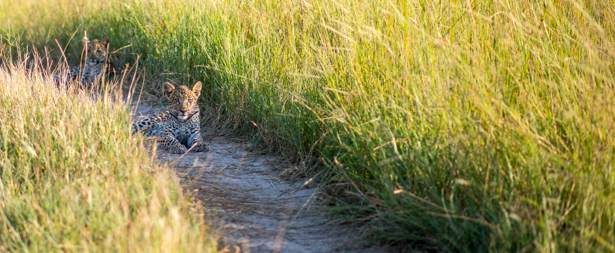 Leopard Cubs