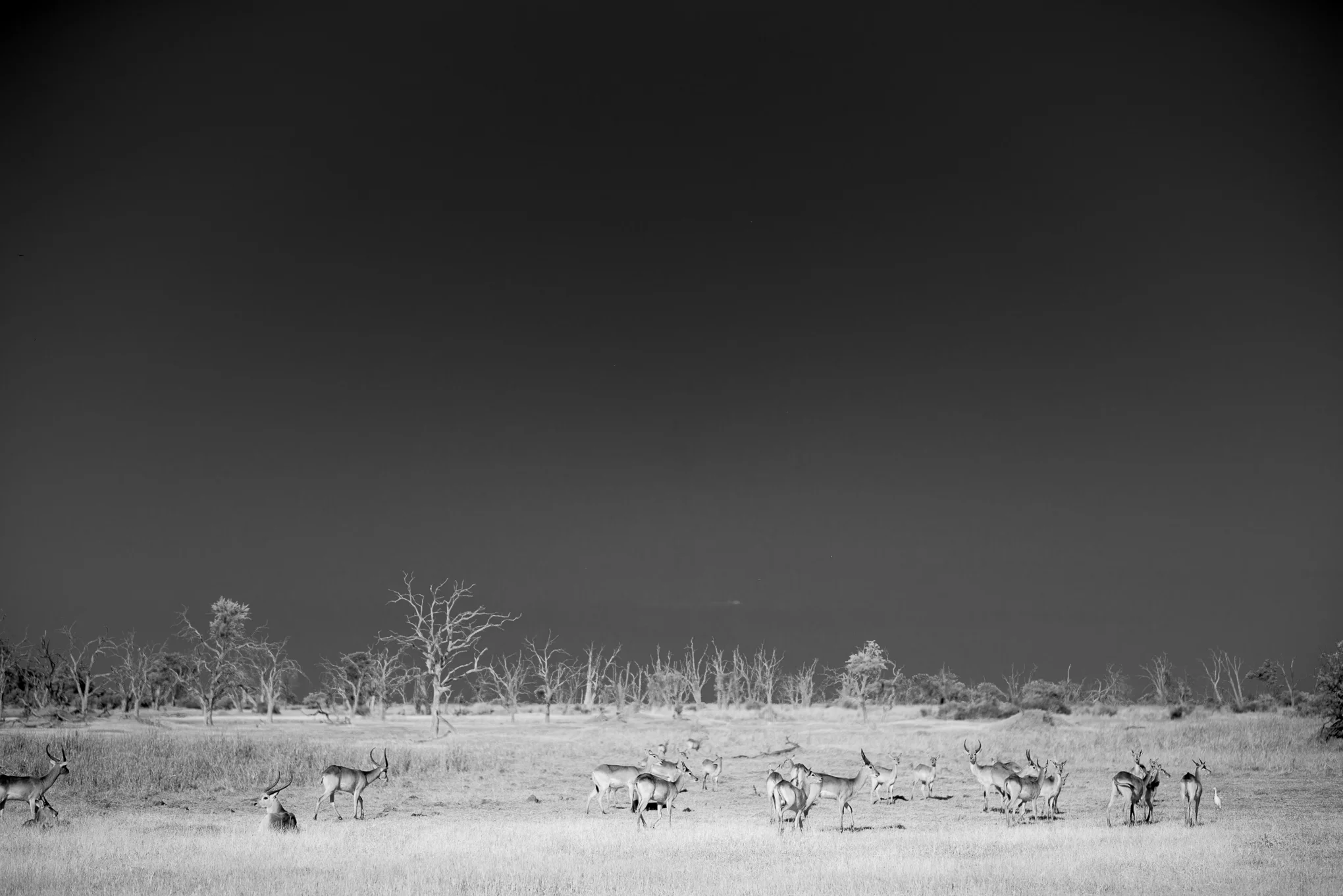 Herd of Red Lechwe on the dead pan