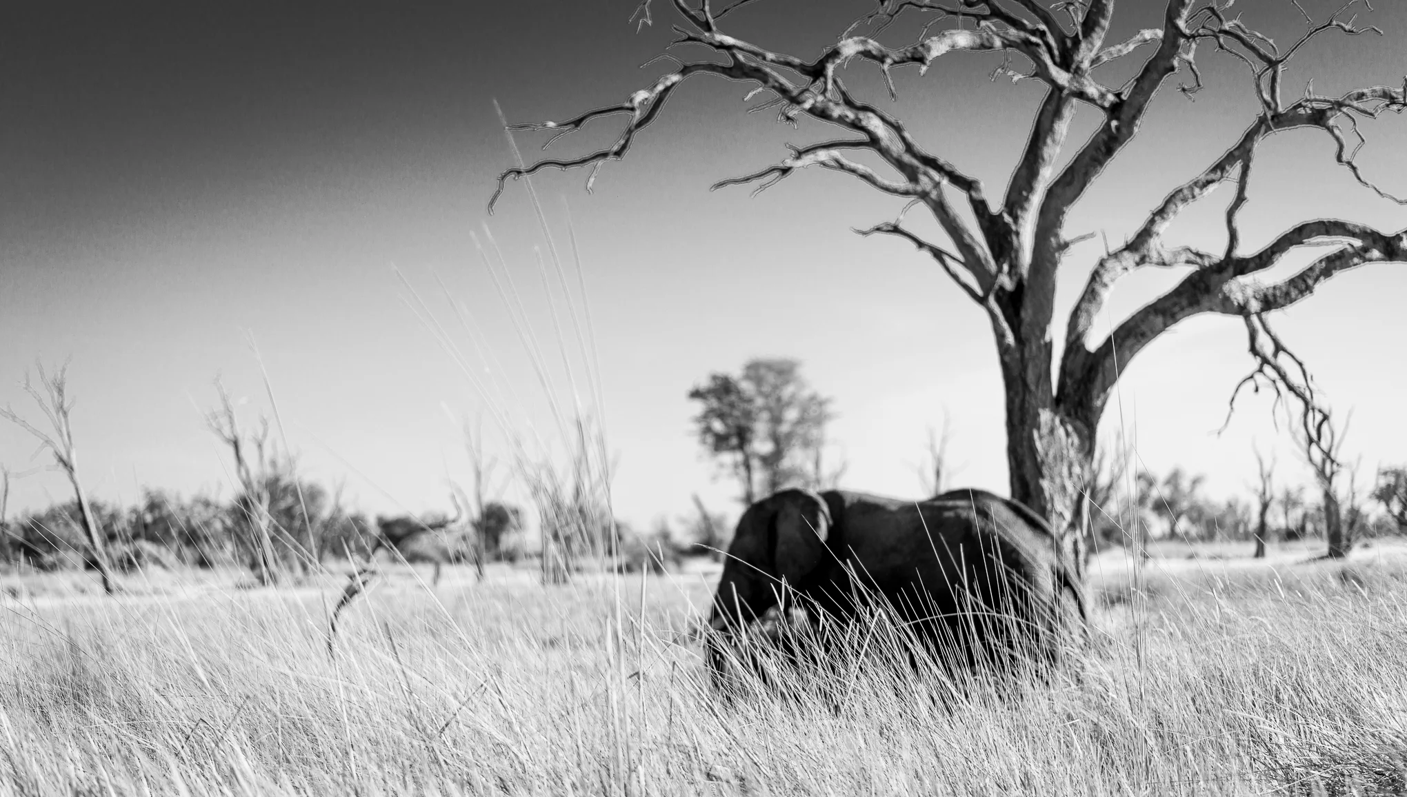 Final elephant photo on the dead pan. This is not the elephant that had the baby the night before.
