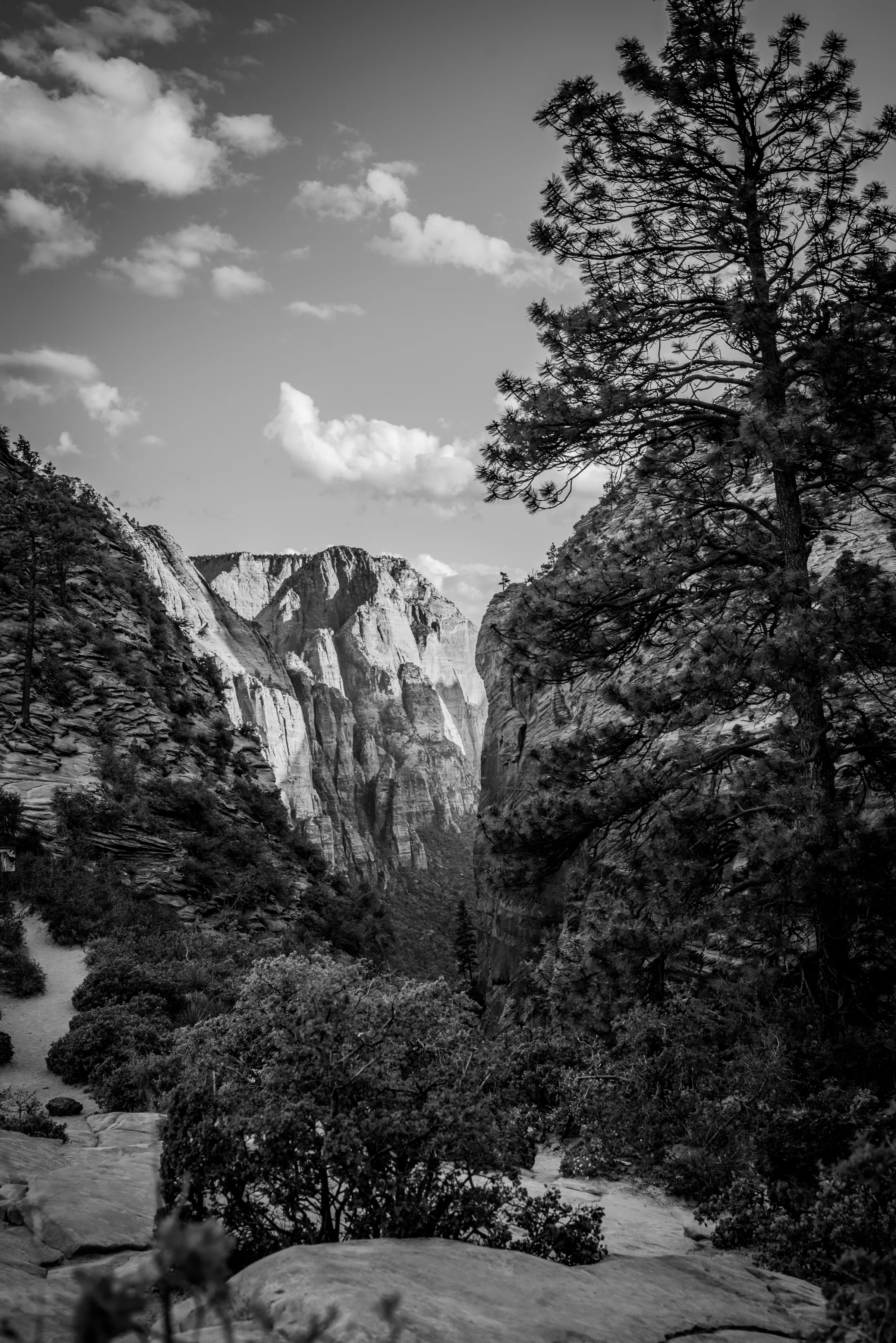 Scout's Lookout... Zion National Park. Maybe My Favorite Place...