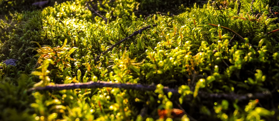 Moss In The Sunrise Light On Crooked Lake...BWCA