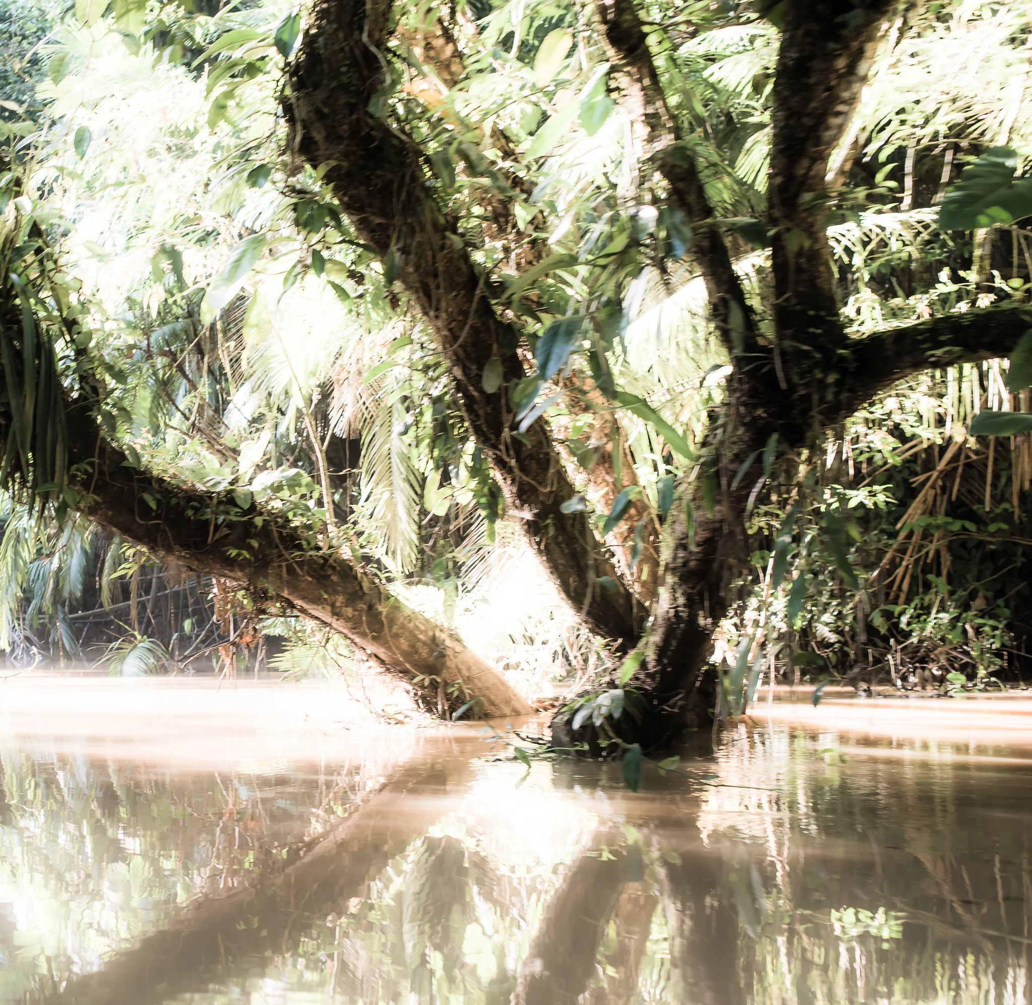 The Amazon...