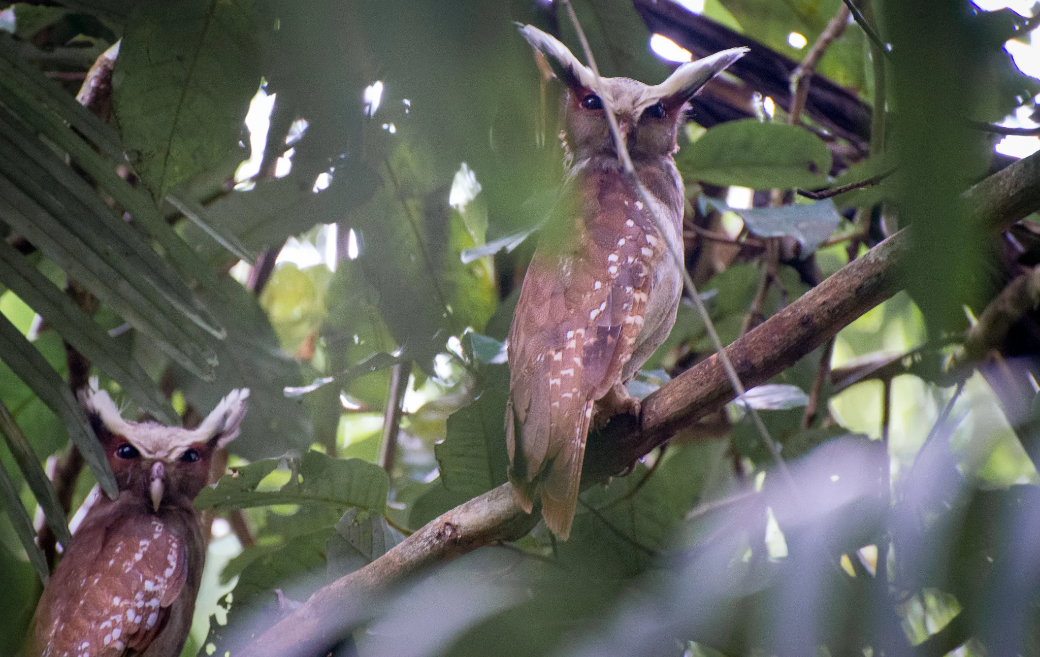 Super Cool owls in the rainforest...we had to get out of the canoe and walk in the jungle to get these photos...