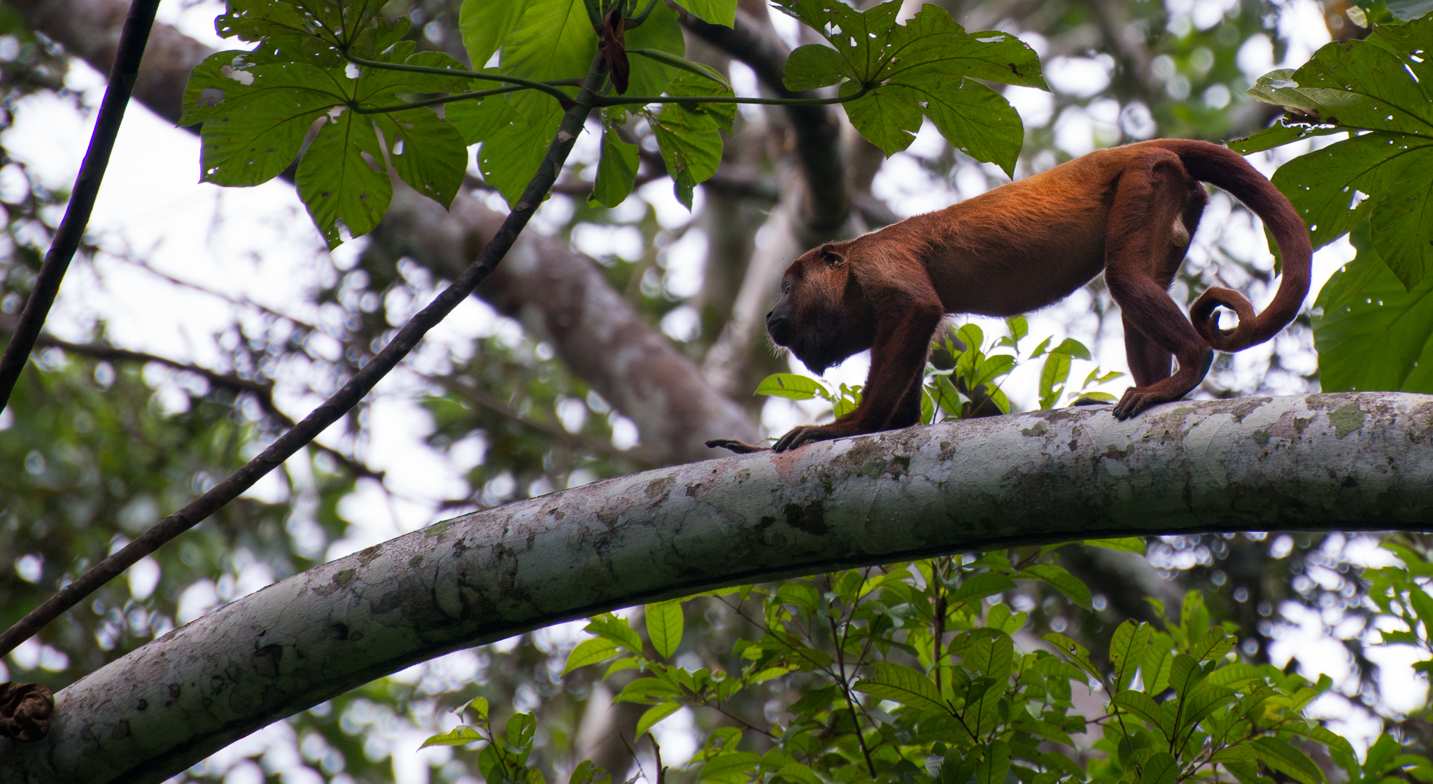 Howler monkey...the loudest animal in the rainforest of Ecuador...