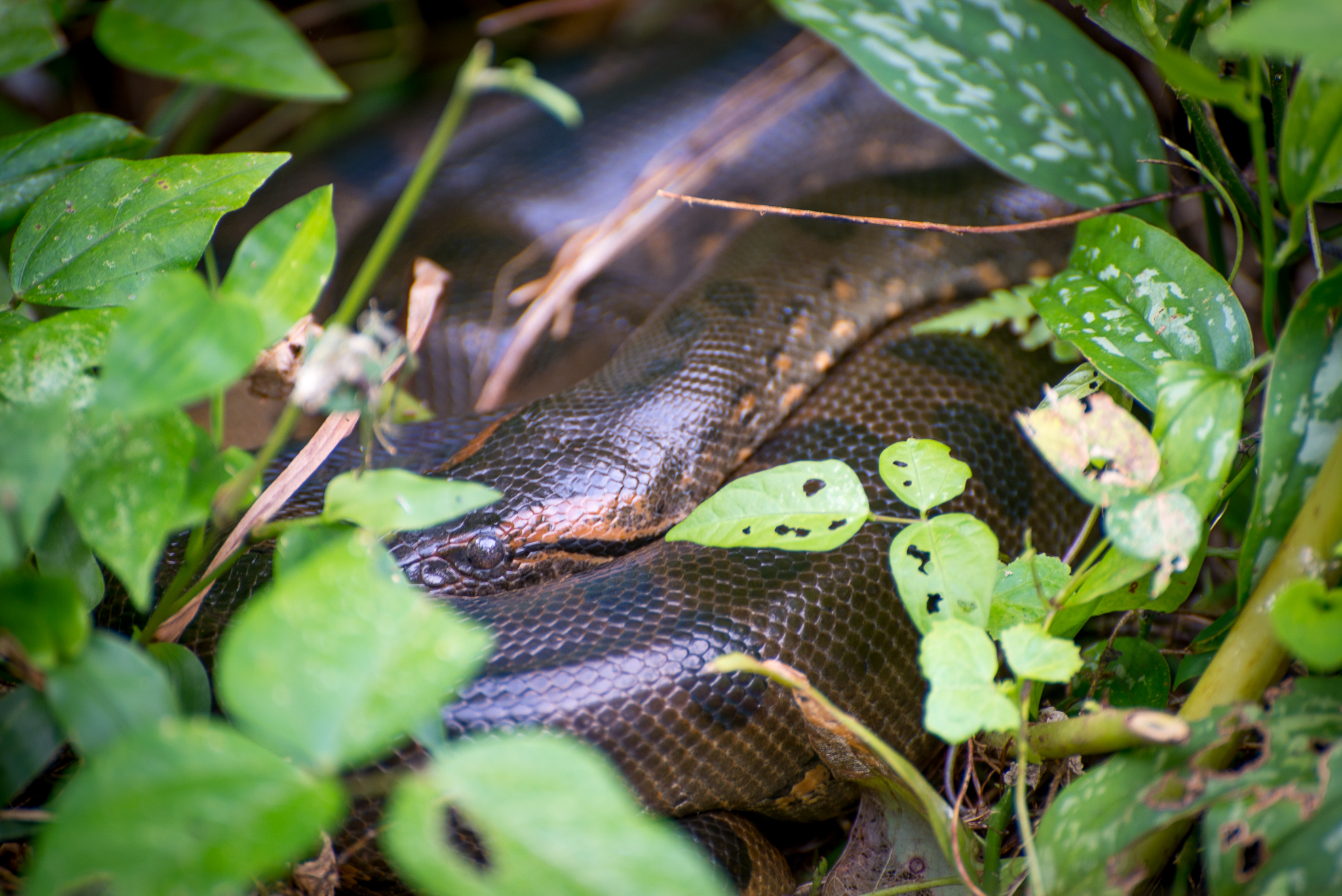Green Anaconda...