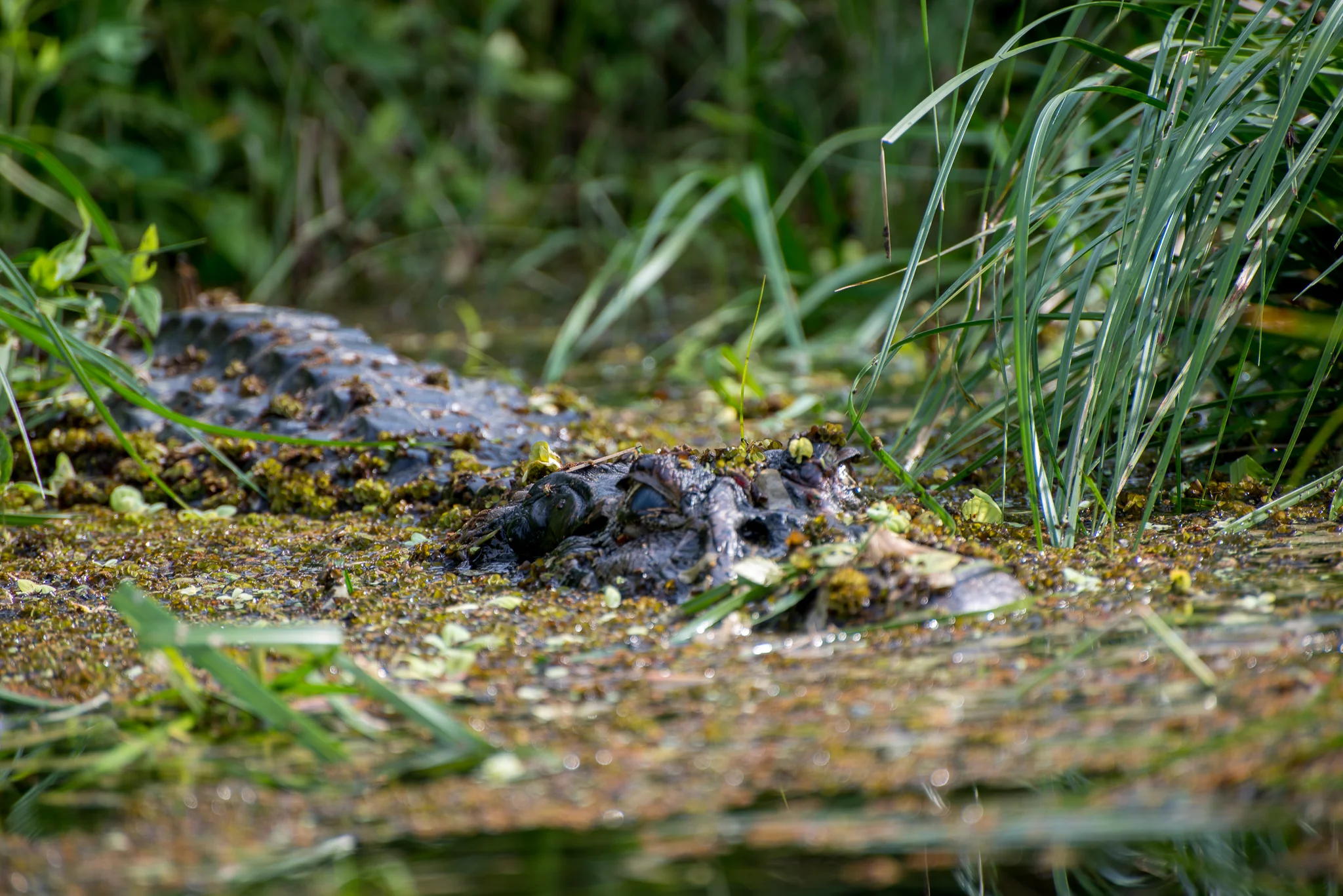 A Caiman waiting for tourists to take a swim...