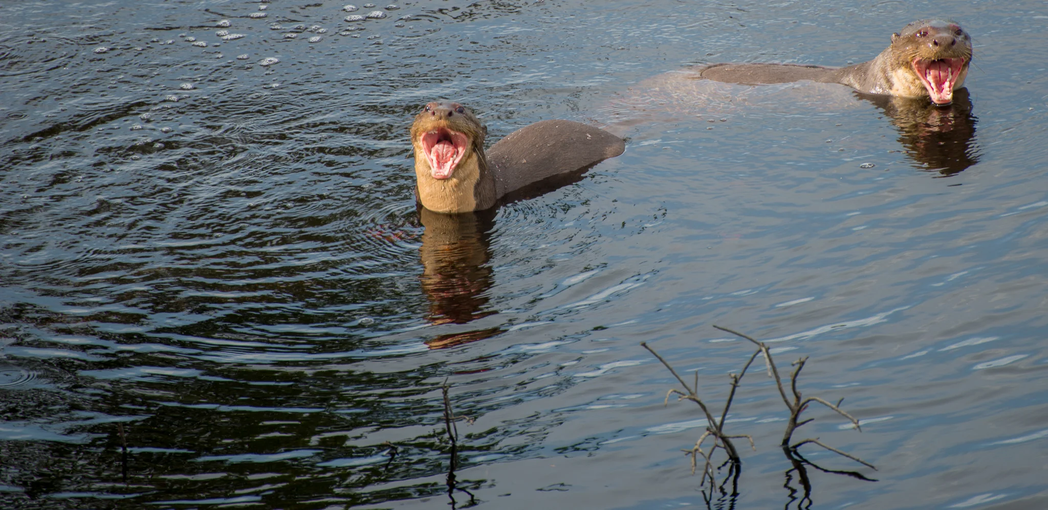 Giant River Otters just outside my room...