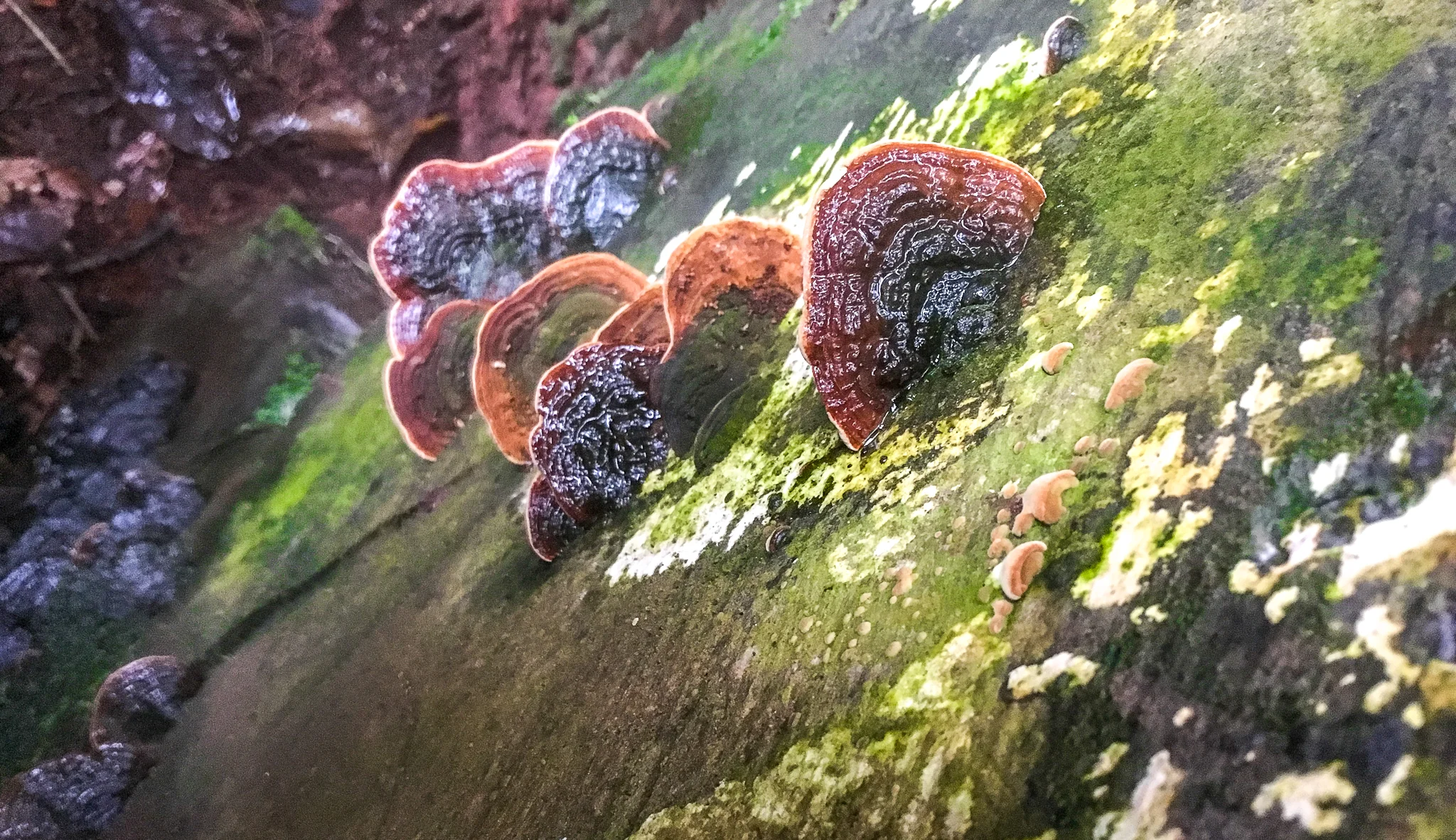 Crazy fungus I saw when hiking in the rain...