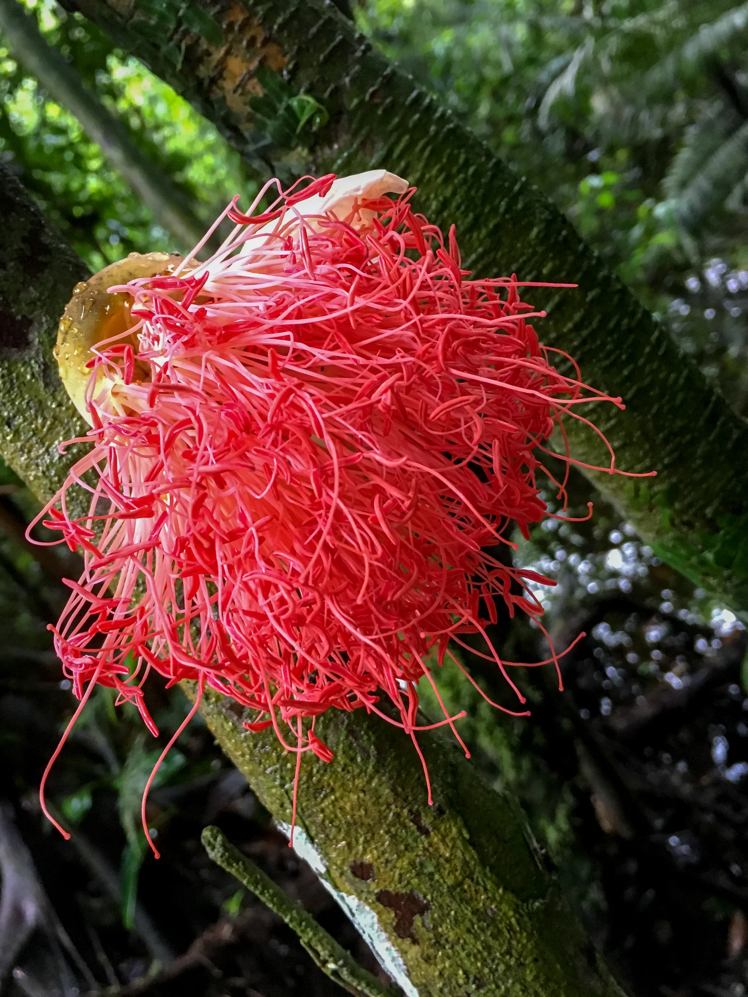 Some crazy plants in the Amazon...