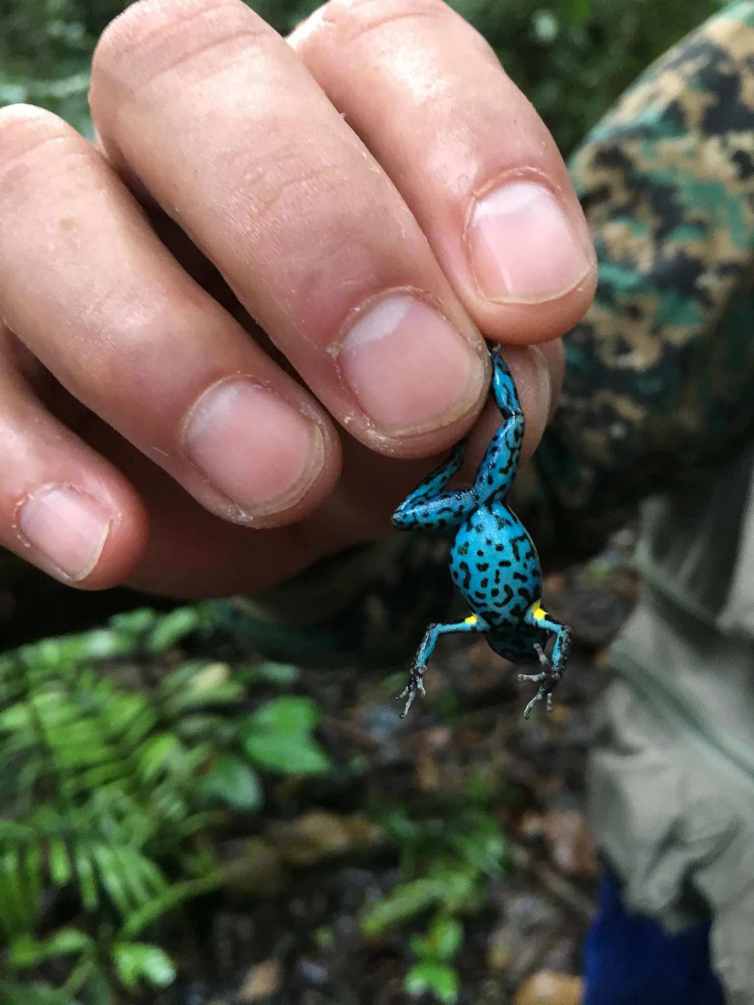 The most poisonous frog in the Ecuadorian Amazon...Don't worry he was let go and was ok...