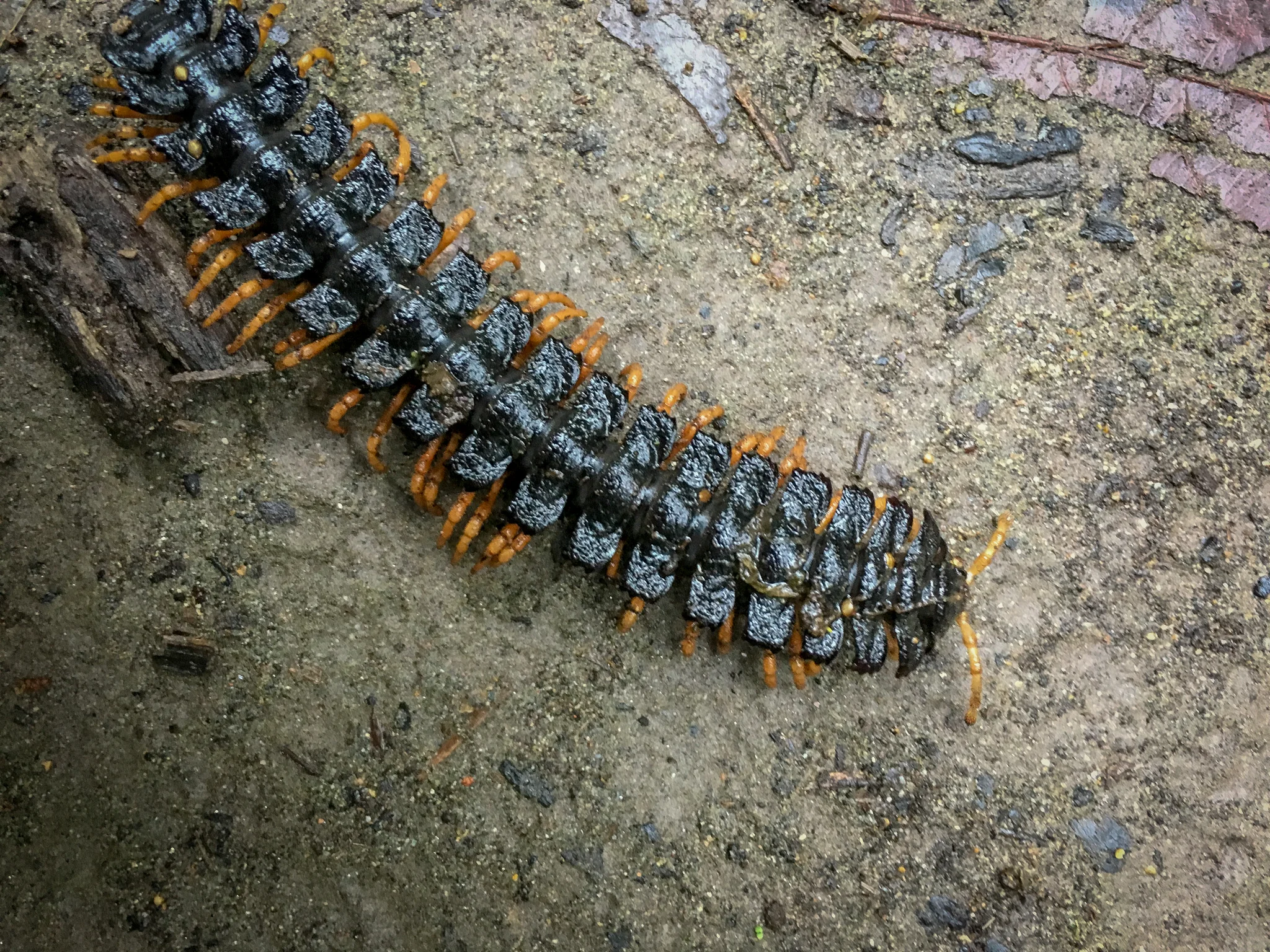 Millipede...